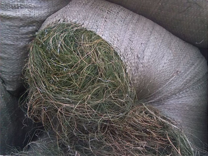 沉水植物篦齿眼子菜